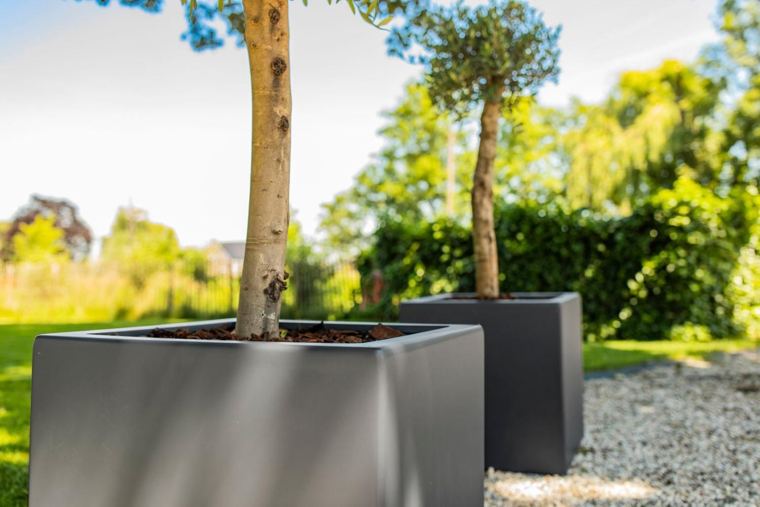 Olijfbomen in de tuin
